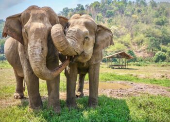 Indian man creates elephant friendly tea garden