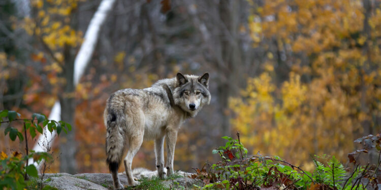 The wolves are returning to Europe