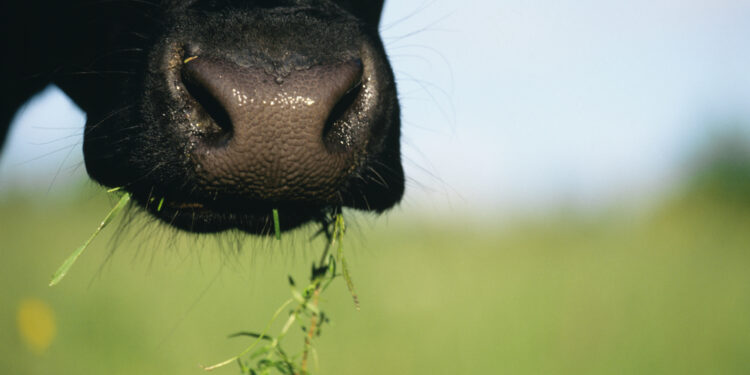 The greatest unanswered questions about animals