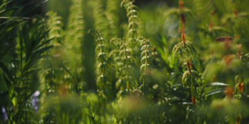 What is the Miyawaki Method and why do we need it?