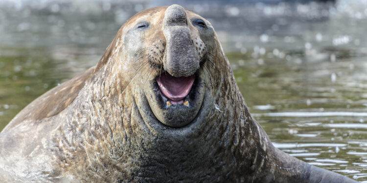 Can animals actually laugh?