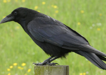 How intelligent are crows?