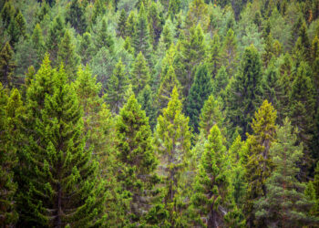 This is why evergreen trees don’t shed their needle-like leaves  