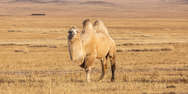 Why does a camel have humps?