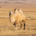 Why does a camel have humps?