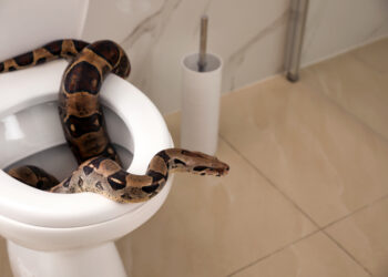 Can snakes really come up a toilet pipe?