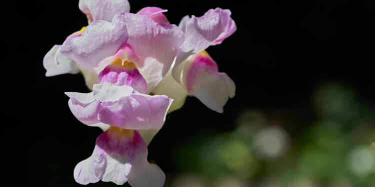 The lesson of the buttercup and the snapdragon