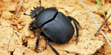 Do Dung Beetles Use Stars To Navigate?