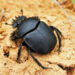 Do Dung Beetles Use Stars To Navigate?