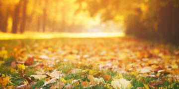 Why Leaves Change Color During Fall