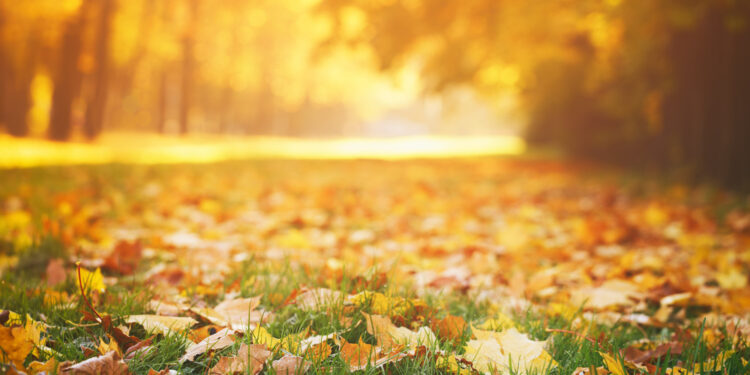 Why Leaves Change Color During Fall