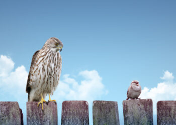 How climate change can make birds smaller