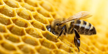 Scientists explain the amazing process by which bees make honeycombs.