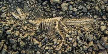 The first dinosaur found with parasites