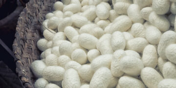 Why vegans don’t wear silk