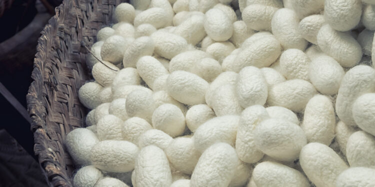 Why vegans don’t wear silk