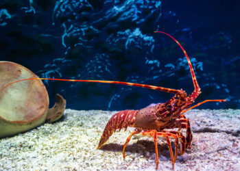Do lobsters feel pain?