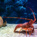 Do lobsters feel pain?