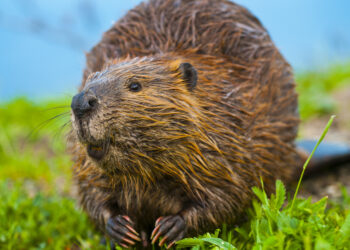 How dangerous are beavers?