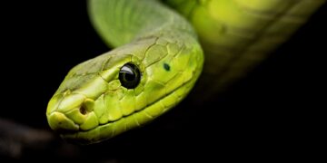 This is how snake venom works