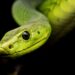 This is how snake venom works